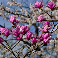 Jane Magnolia -Green Plant Store Jane Magnolia 4 FGT