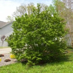 Jane Magnolia -Green Plant Store Janr Magnolia 5 FGT