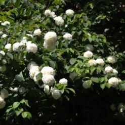 Japanese Snowball Bush 11 Japanese Snowball Bush -Green Plant Store Japanese VIburnum 2 FGT