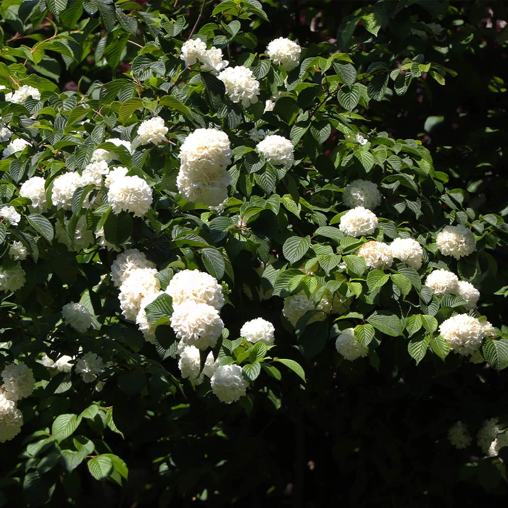 Japanese Snowball Bush 7 Japanese Snowball Bush - Image 5