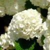 Japanese Snowball Bush 1 Japanese Snowball Bush -Green Plant Store Japanese VIburnum FGT 600x600 57eb5798 f201 407e b4b4 50700890e124