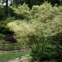 Butterfly Japanese Maple Tree -Green Plant Store Japanese Maple BUtterfly 1