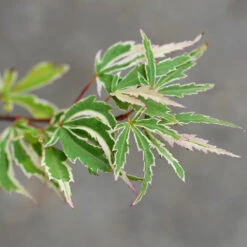 Butterfly Japanese Maple Tree -Green Plant Store Japanese Maple BUtterfly 2