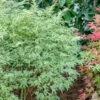 Butterfly Japanese Maple Tree 2 Butterfly Japanese Maple Tree -Green Plant Store Japanese Maple Butterfly 600x600 00bdd538 4b45 4c08 812d c5f66dfd758c