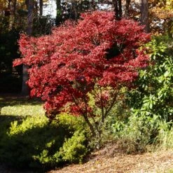 Red Japanese Maple Tree 9 Red Japanese Maple Tree -Green Plant Store Japanese Maple Red 3