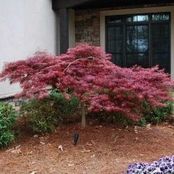 Red Dragon Japanese Maple Tree -Green Plant Store Japanese Maple Red Dragon 2 FGT
