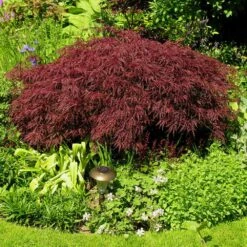 Red Dragon Japanese Maple Tree -Green Plant Store Japanese Maple Red Dragon 3 FGT