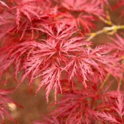Red Dragon Japanese Maple Tree -Green Plant Store Japanese Maple Red Dragon 5