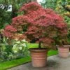 Red Dragon Japanese Maple Tree -Green Plant Store Japanese Maple Red Dragon FGT 600x600 4c1943ed 054e 4668 8169 4d8f59e29b59