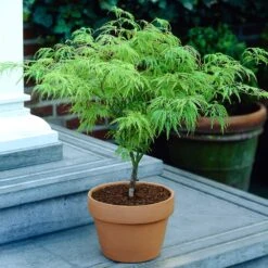 Weeping Japanese Maple 'Viridis' Tree 13 Weeping Japanese Maple 'Viridis' Tree -Green Plant Store Japanese Maple Viridis 4