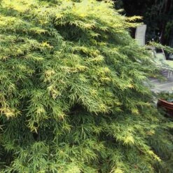 Waterfall Japanese Maple 8 Waterfall Japanese Maple -Green Plant Store Japanese Maple Waterfalls 1