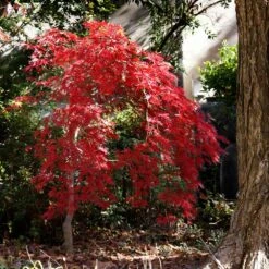 Red Select Japanese Maple Tree -Green Plant Store Japanese Red Select 1