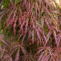 Red Select Japanese Maple Tree -Green Plant Store Japanese Red Select 3