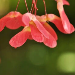 Red Select Japanese Maple Tree -Green Plant Store Japanese Red Select 4