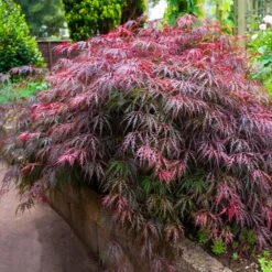 Red Select Japanese Maple Tree -Green Plant Store Japanese Red Select 5