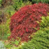 Red Select Japanese Maple Tree 2 Red Select Japanese Maple Tree -Green Plant Store Japanese Red Select FGT 600x600 e681328f 155b 4525 91ed 70b18f0791b9