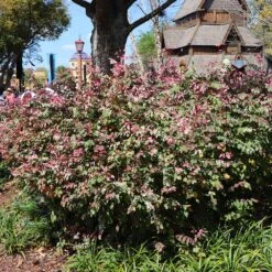 Jazz Hands® Variegated Loropetalum -Green Plant Store Jazz Hands loropetalum 1 FGT