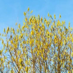 Jefferson Filbert Hazelnut Tree 13 Jefferson Filbert Hazelnut Tree -Green Plant Store Jefferson Filbert Hazelnut 4