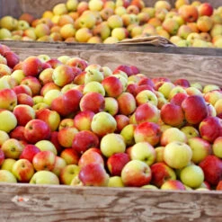 Jonagold Apple Tree -Green Plant Store Jonagold Apple 6