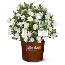 Jubilation™ Gardenia Shrub 9 Jubilation™ Gardenia Shrub -Green Plant Store Jubilation Gardenia 1