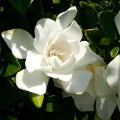 Jubilation™ Gardenia Shrub 10 Jubilation™ Gardenia Shrub -Green Plant Store Jubilation Gardenia 3