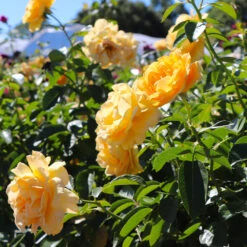 Julia Child Rose Tree -Green Plant Store Julia Child Rose Tree 8