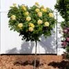 Julia Child Rose Tree -Green Plant Store Julia Child Rose Tree FGT 600x600 25fabf2f c835 40dd 96da f3d79fb0cde7