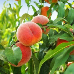 June Gold Peach Tree -Green Plant Store June Gold peaches 1
