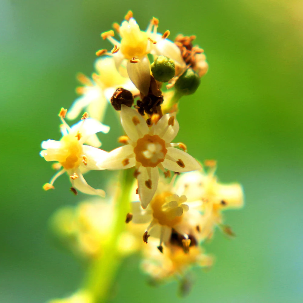 June Plum Tree 6 June Plum Tree - Image 4