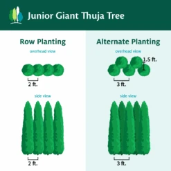Junior Giant Thuja Tree 10 Junior Giant Thuja Tree -Green Plant Store JuniorGiantThujaTree