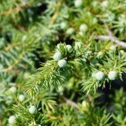 Blue Pacific Juniper -Green Plant Store Juniper Blue Pacific 1
