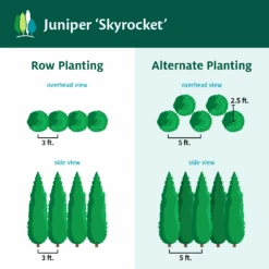 Skyrocket Junipers 13 Skyrocket Junipers -Green Plant Store Juniper Skyrocket