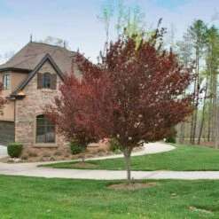 KV' Flowering Plum Tree 10 KV' Flowering Plum Tree -Green Plant Store KV Flowering Plum 4