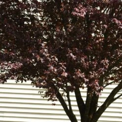 KV' Flowering Plum Tree 9 KV' Flowering Plum Tree -Green Plant Store KV Flowering Plum 5