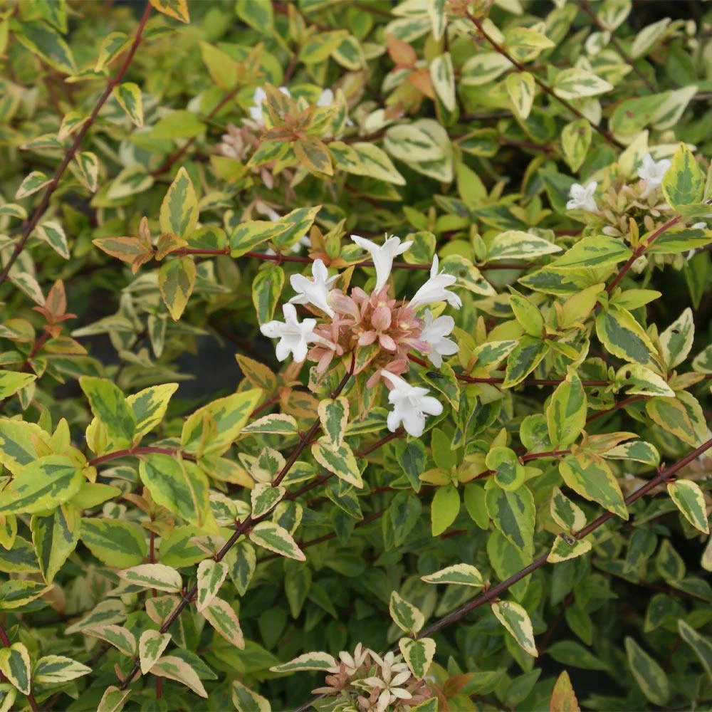 Kaleidoscope Abelia Shrub 5 Kaleidoscope Abelia Shrub - Image 3
