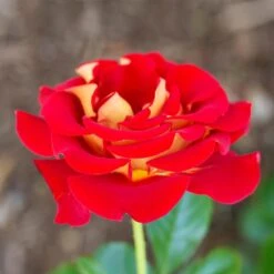 Ketchup And Mustard Rose Shrub -Green Plant Store Ketchup and Mustard Rose 1 FGT