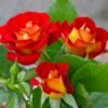 Ketchup And Mustard Rose Shrub -Green Plant Store Ketchup and Mustard Rose FGT 600x600 8c87e0c9 4762 425c 8da5 29b418811463