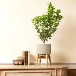 Meyer Lemon + Key Lime Bush Pack -Green Plant Store Key Lime Bush 4 e63a67f8 53df 467e af90 ae9e06436ddf