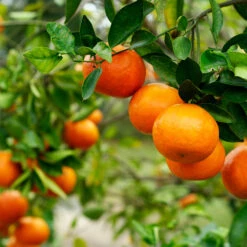Kishu Mandarin Tree (Seedless) -Green Plant Store Kishu Mandarin Tree 4
