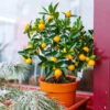 Kishu Mandarin Tree (Seedless) -Green Plant Store Kishu Mandarin Tree FGT 600x600 5a7b87ec 6918 47ba a5a5 e5ed1b7bfa36