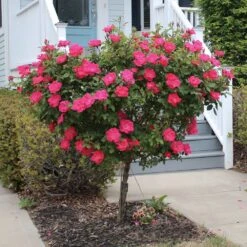 Knock Out® Rose Tree -Green Plant Store Knockout Rose Tree Red 2 FGT