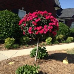 Knock Out® Rose Tree -Green Plant Store Knockout Rose Tree Red FGT