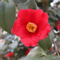 Korean Fire Camellia Shrub -Green Plant Store Korean Fire Camellia 3