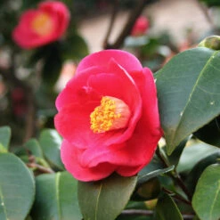Korean Fire Camellia Shrub -Green Plant Store Korean Fire Camellia 5 FGT