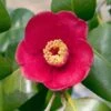 Korean Fire Camellia Shrub 2 Korean Fire Camellia Shrub -Green Plant Store Korean Fire Camellia FGT 600x600 a9e192f0 5d14 41bb 81e0 69b14654d63e