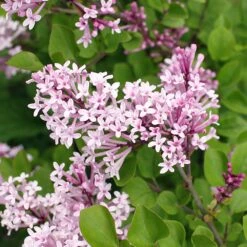 Dwarf Korean Lilac Shrub 6 Dwarf Korean Lilac Shrub -Green Plant Store Korean Lilac 2