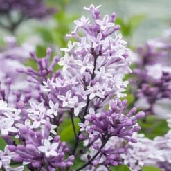 Dwarf Korean Lilac Tree -Green Plant Store Korean Lilac Tree 2 BB