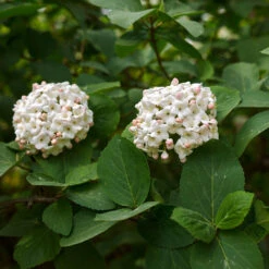 Korean Spice Viburnum Shrub 9 Korean Spice Viburnum Shrub -Green Plant Store Korean Spice Viburnum 3