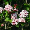 Korean Spice Viburnum Shrub -Green Plant Store Korean Spice Viburnum 600x600 bf51b000 59e7 42b2 805e ab2fc59182f2