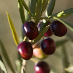 Koroneiki Greek Olive Tree - USDA Organic -Green Plant Store Koroneiki Olive 2 FGT db93b214 428c 4733 979d a70f1f9b9f7f